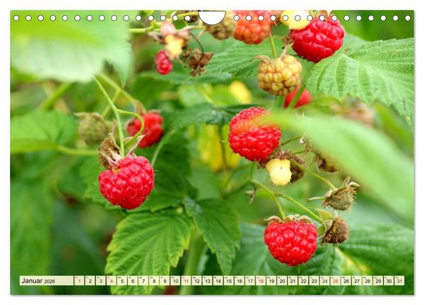 Produktbild: Essbare Wildfr&uuml;chte. Aromatische K&ouml;stlichkeiten aus der Natur (Wandkalender 2026 DIN A4 quer), CALVENDO Monatskalender
