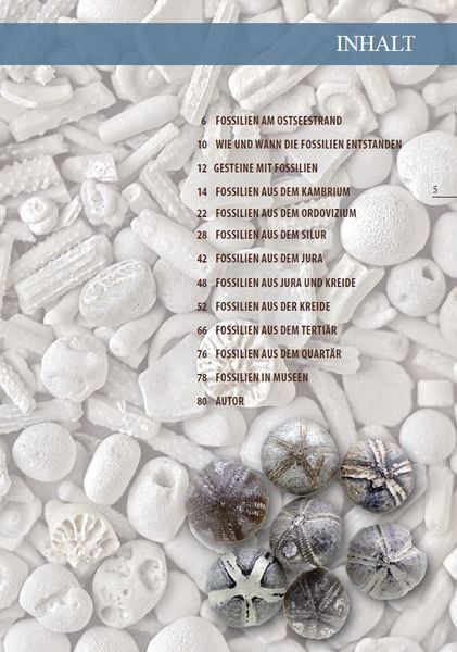 Produktbild: Fossilien am Ostseestrand