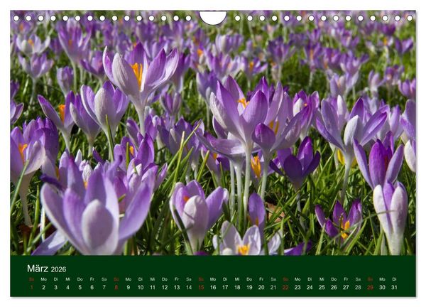 Produktbild: Blumen und Bl&uuml;ten (Wandkalender 2026 DIN A4 quer), CALVENDO Monatskalender