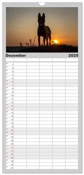 Familienplaner 2025 - Belgische Schäferhunde - Der Malinois im Licht mit 5 Spalten (Wandkalender, 21 x 45 cm) CALVENDO