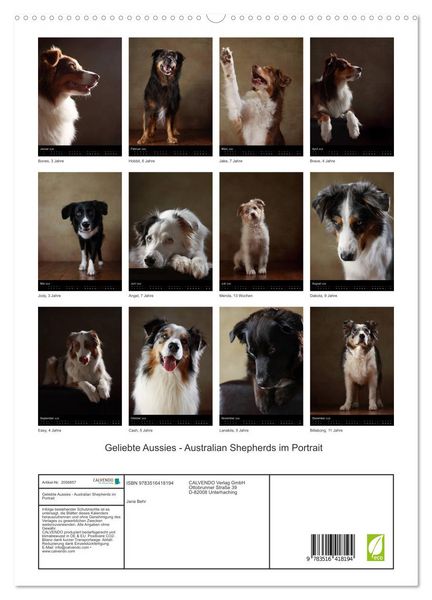 Produktbild: Geliebte Aussies - Australian Shepherds im Portrait (hochwertiger Premium Wandkalender 2026 DIN A2 hoch), Kunstdruck in Hochglanz