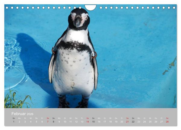 Produktbild: Pinguine 2026 (Wandkalender 2026 DIN A4 quer), CALVENDO Monatskalender
