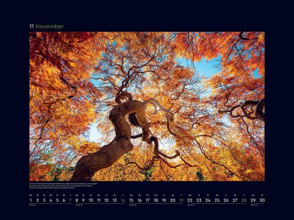 Produktbild: Alte B&auml;ume, Sinnbilder des Lebens - KUNTH Wandkalender 2027