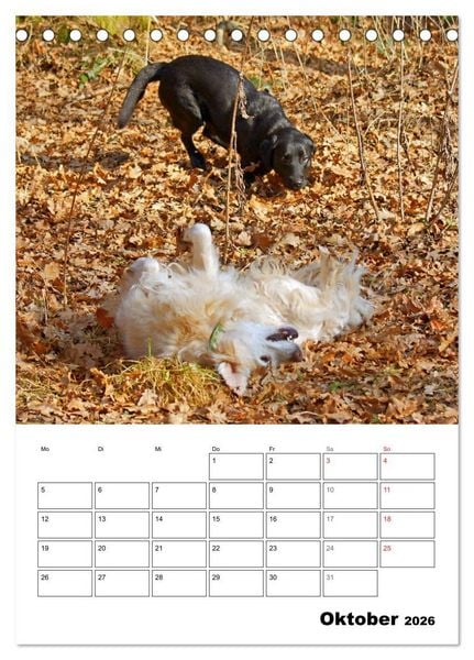 Produktbild: Hunde Freunde (Tischkalender 2026 DIN A5 hoch), CALVENDO Monatskalender