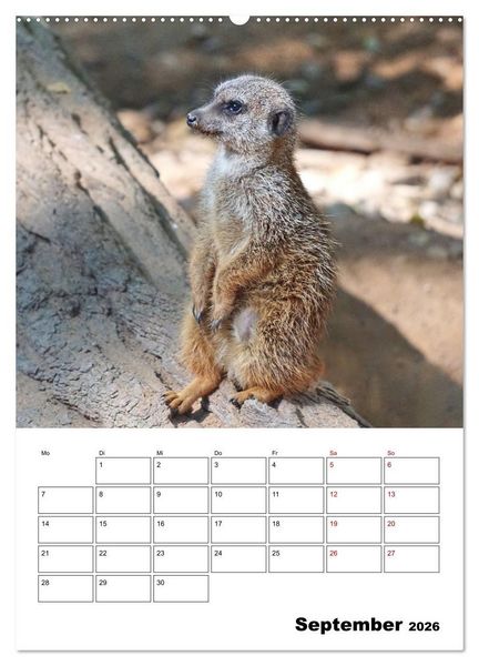 Produktbild: Niedliche Erdm&auml;nnchen (Wandkalender 2026 DIN A2 hoch), CALVENDO Monatskalender