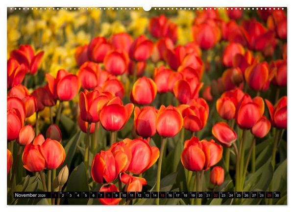 Produktbild: Tulpen (hochwertiger Premium Wandkalender 2026 DIN A2 quer), Kunstdruck in Hochglanz
