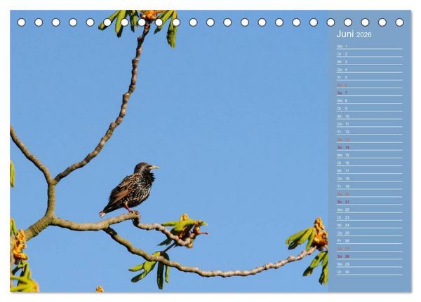 Produktbild: Gefiederte Gartenfreunde (Tischkalender 2026 DIN A5 quer), CALVENDO Monatskalender