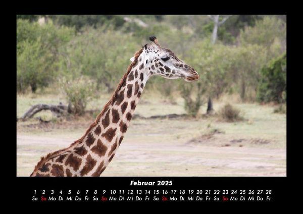 Produktbild: Welt der Tiere 2025 Fotokalender DIN A3