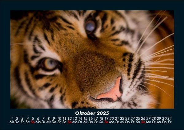 Produktbild: Tiger 2025 Fotokalender DIN A5