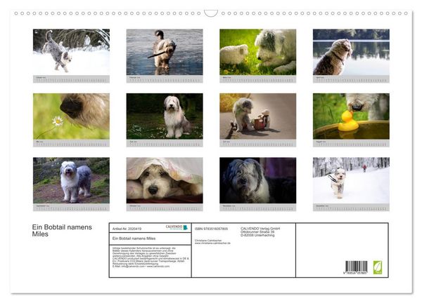 Produktbild: Ein Bobtail namens Miles (Wandkalender 2026 DIN A2 quer), CALVENDO Monatskalender