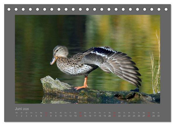 Produktbild: V&Ouml;GEL (Tischkalender 2026 DIN A5 quer), CALVENDO Monatskalender