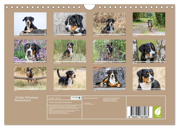 Produktbild: Gro&szlig;er Schweizer Sennenhund (Wandkalender 2026 DIN A4 quer), CALVENDO Monatskalender