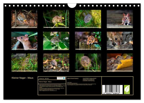 Produktbild: Kleiner Nager - Maus (Wandkalender 2026 DIN A4 quer), CALVENDO Monatskalender