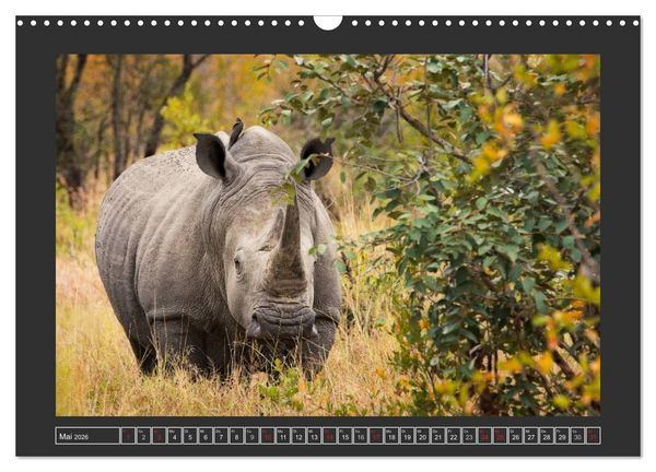 Produktbild: Das Wei&szlig;e Nashorn (Wandkalender 2026 DIN A3 quer), CALVENDO Monatskalender