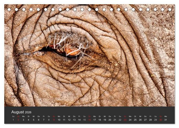 Produktbild: Elefanten - Graue Riesen (Tischkalender 2026 DIN A5 quer), CALVENDO Monatskalender