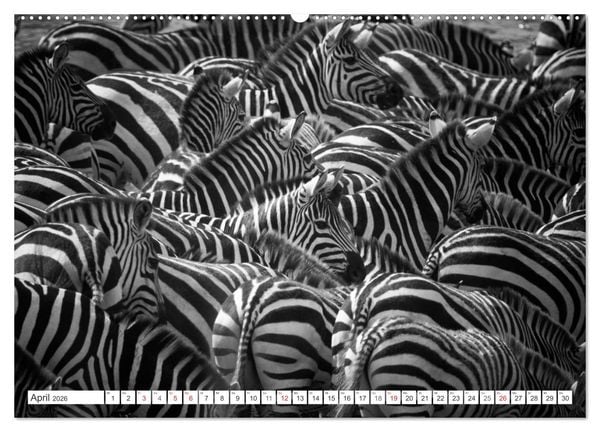 Produktbild: Emotionale Momente: Zebras - black & white. (Wandkalender 2026 DIN A2 quer), CALVENDO Monatskalender