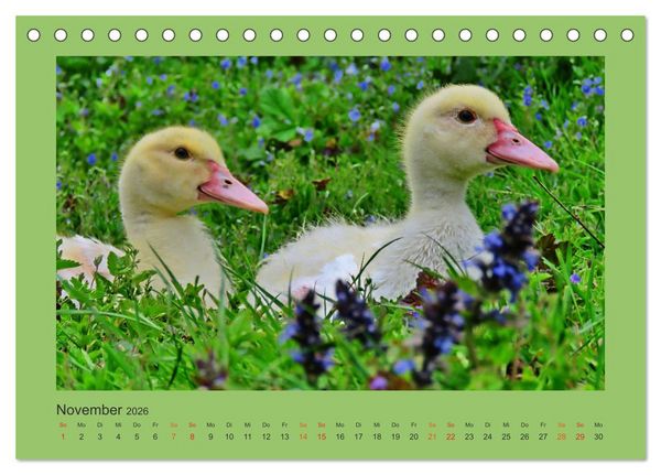 Produktbild: Wer schnattert und gackert denn da? - K&uuml;ken-Edition (Tischkalender 2026 DIN A5 quer), CALVENDO Monatskalender