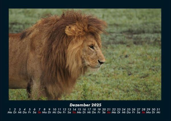 Produktbild: L&ouml;wen in der Wildnis 2025 Fotokalender DIN A4