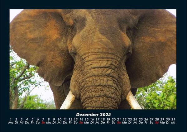 Produktbild: Elefanten 2025 Fotokalender DIN A4