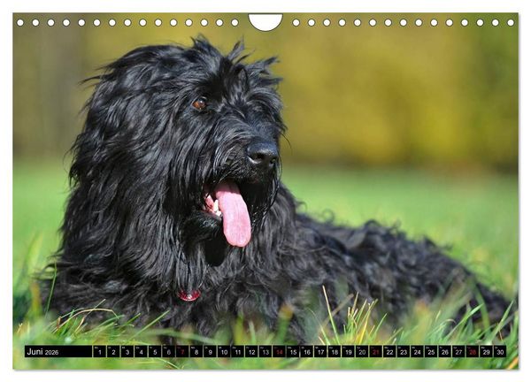 Produktbild: Altdeutsche H&uuml;tehunde - Fast vergessen (Wandkalender 2026 DIN A4 quer), CALVENDO Monatskalender