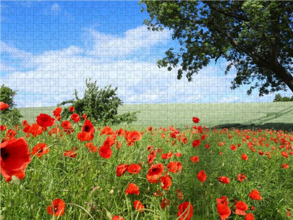 Produktbild: CALVENDO Puzzle Klatschmohn (Papaver rhoeas) 1000 Teile Lege-Gr&ouml;&szlig;e 64 x 48 cm Foto-Puzzle Bild von Ingrid Michel