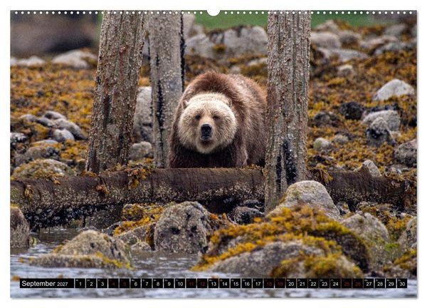 Produktbild: Grizzlys und Geisterb&auml;ren - Glendale Cove, Kanada (hochwertiger Premium Wandkalender 2027 DIN A2 quer), Kunstdruck in Hochglanz