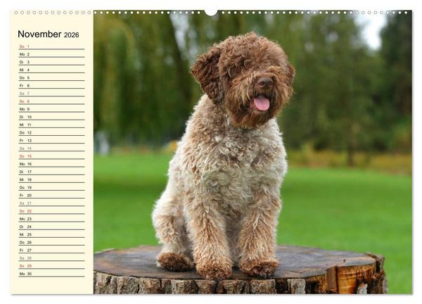 Produktbild: Lagotto Romagnolo - Italienischer Tr&uuml;ffelhund (Wandkalender 2026 DIN A2 quer), CALVENDO Monatskalender