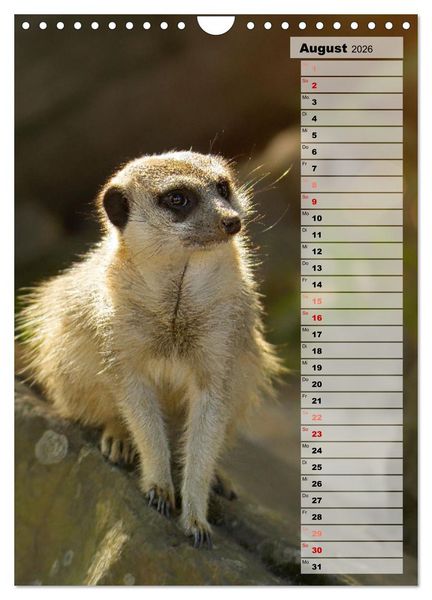 Produktbild: Erdm&auml;nnchen, putzige Kerlchen mit gro&szlig;en Knopfaugen (Wandkalender 2026 DIN A4 hoch), CALVENDO Monatskalender