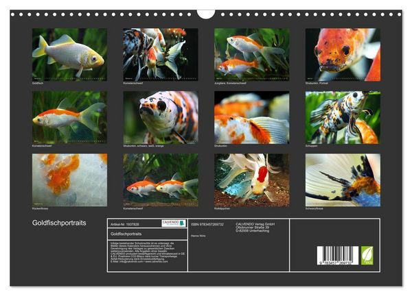 Produktbild: Goldfischportraits (Wandkalender 2026 DIN A3 quer), CALVENDO Monatskalender