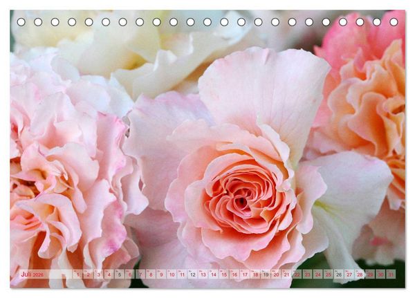 Produktbild: Stolze Rosen (Tischkalender 2026 DIN A5 quer), CALVENDO Monatskalender