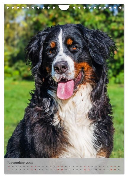 Produktbild: Berner Sennenhund - Ein Hund f&uuml;r alle F&auml;lle (Wandkalender 2026 DIN A4 hoch), CALVENDO Monatskalender