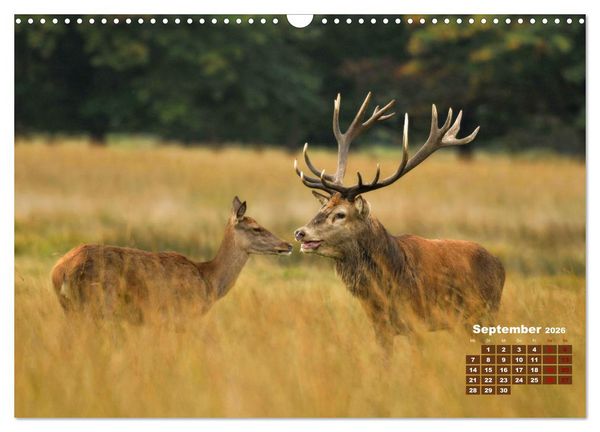 Produktbild: Tiere in freier Wildbahn by VogtArt (Wandkalender 2026 DIN A3 quer), CALVENDO Monatskalender