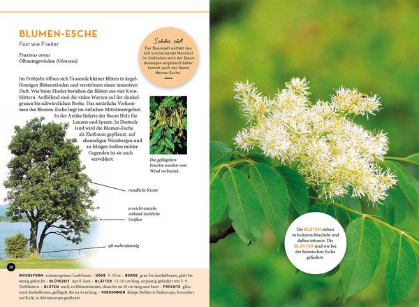 Produktbild: Lieblingsb&auml;ume