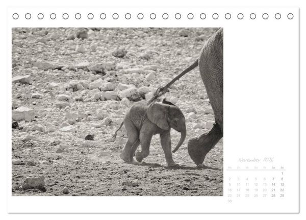 Produktbild: Elefanten in Etosha (Tischkalender 2026 DIN A5 quer), CALVENDO Monatskalender