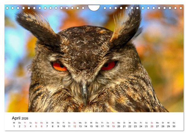 Produktbild: Wilde Tiere unserer Heimat (Wandkalender 2026 DIN A4 quer), CALVENDO Monatskalender