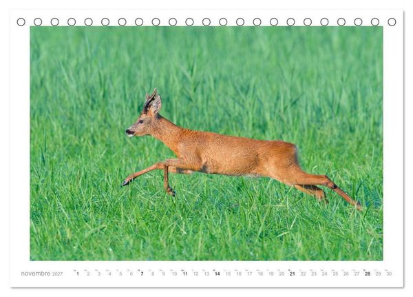 Produktbild: Un an avec des chevreuils (Calendrier de bureau 2027 DIN A5 vertical), CALVENDO calendrier mensuel