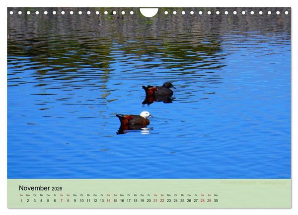 Produktbild: Neuseelands Vogelwelt (Wandkalender 2026 DIN A4 quer), CALVENDO Monatskalender