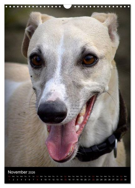 Produktbild: Beautiful Whippets (Wall Calendar 2026 DIN A3 portrait), CALVENDO 12 Month Wall Calendar