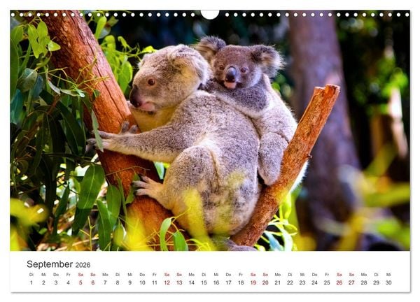 Produktbild: Knuffige Koalab&auml;ren (Wandkalender 2026 DIN A3 quer), CALVENDO Monatskalender