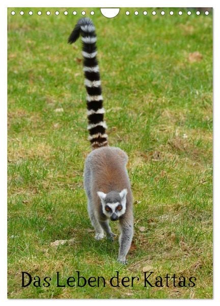 Das Leben der Kattas (Wandkalender 2026 DIN A4 hoch), CALVENDO Monatskalender