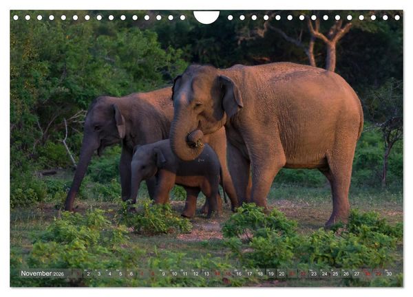 Produktbild: Reise nach Sri Lanka (Wandkalender 2026 DIN A4 quer), CALVENDO Monatskalender