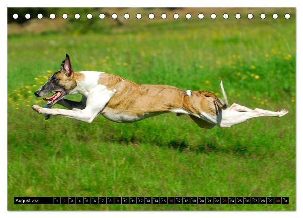 Produktbild: Schnell wie der Wind - Whippet (Tischkalender 2026 DIN A5 quer), CALVENDO Monatskalender