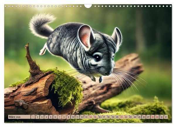 Produktbild: Chinchillas - Meister der Niedlichkeit (Wandkalender 2026 DIN A3 quer), CALVENDO Monatskalender
