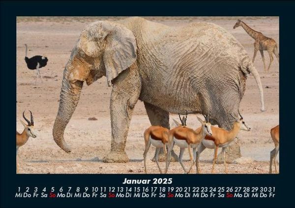 Produktbild: Elefanten - Die sanften Riesen Afrikas 2025 Fotokalender DIN A5