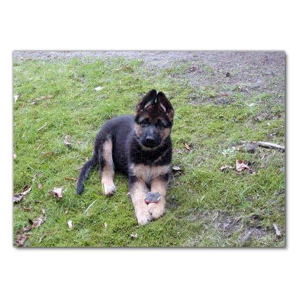 Produktbild: Lais Puzzle Sch&auml;ferhund Welpe 1000 Teile