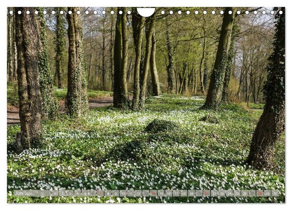 Produktbild: M&uuml;nsterland - Vielf&auml;ltige Sch&ouml;nheit (Wandkalender 2026 DIN A4 quer), CALVENDO Monatskalender