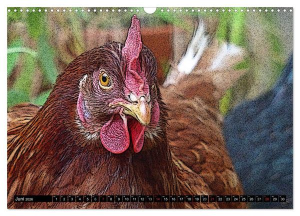 Produktbild: Die H&uuml;hner sind los! (Wandkalender 2026 DIN A3 quer), CALVENDO Monatskalender