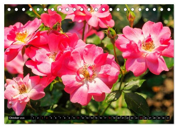 Produktbild: Rosen nat&uuml;rlich sch&ouml;n (Tischkalender 2026 DIN A5 quer), CALVENDO Monatskalender
