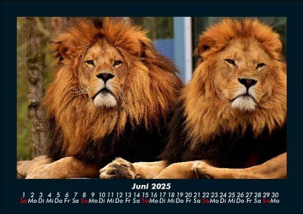 Produktbild: L&ouml;wen in der Wildnis 2025 Fotokalender DIN A5