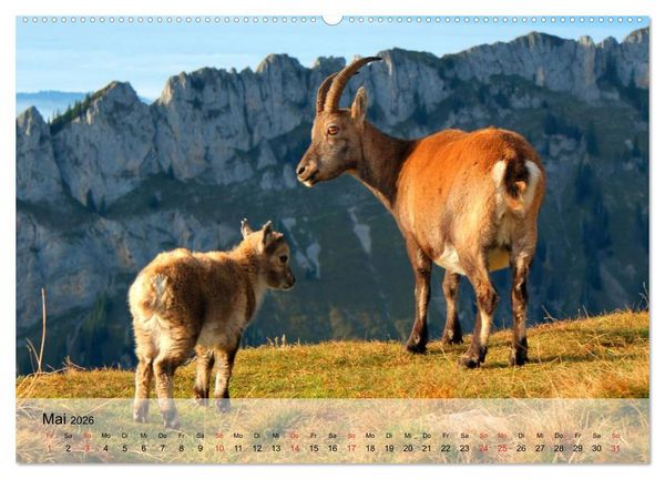 Produktbild: Ziegen. Kluge Freigeister (hochwertiger Premium Wandkalender 2026 DIN A2 quer), Kunstdruck in Hochglanz
